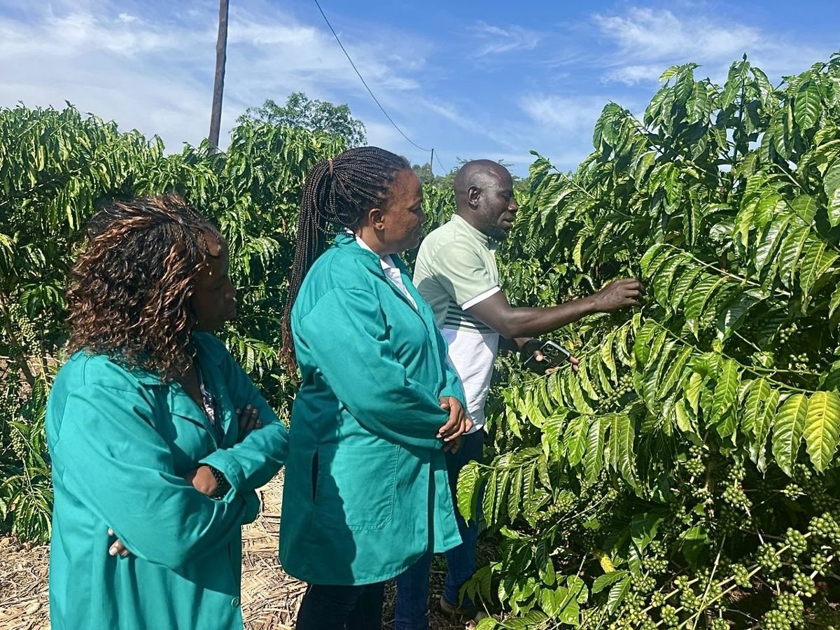 UNODE AGRO agronomists inspecting a coffee canopy with a farmer
