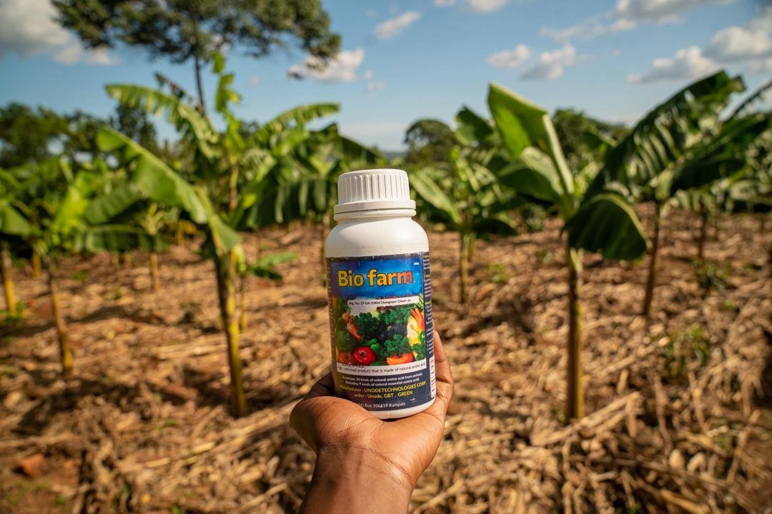Bio-Farm purely organic fertilizer held up in a young banana field