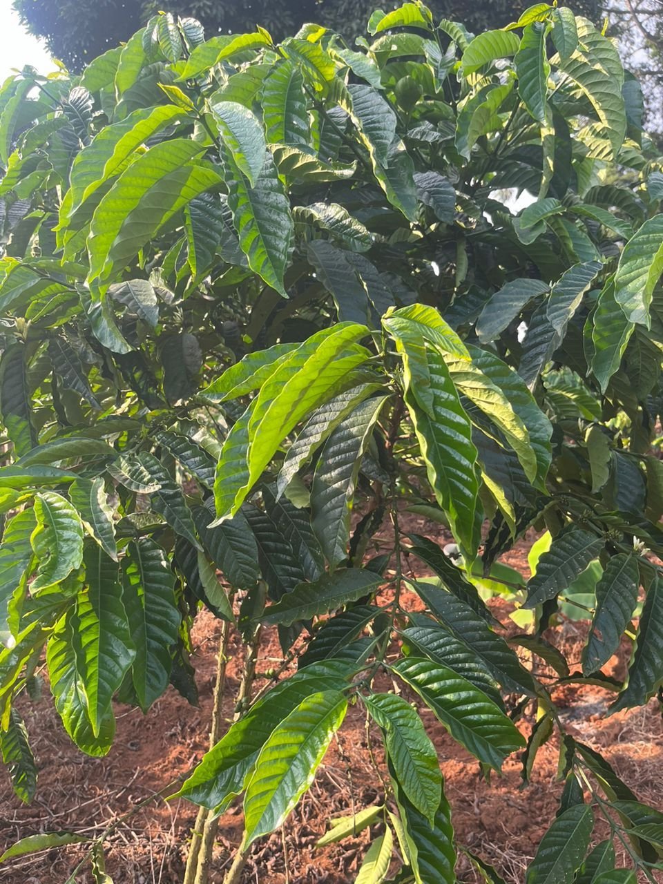 Dense healthy coffee canopy on a Biofarm-supported farm