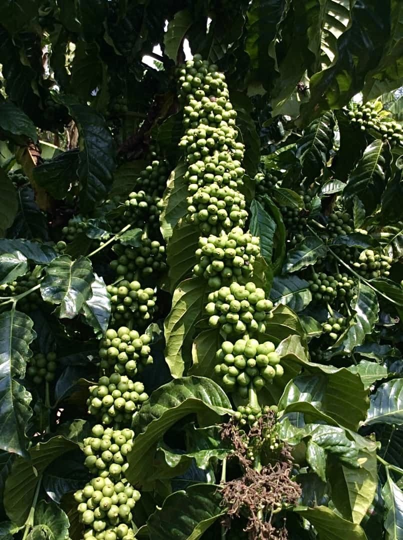 Heavy uniform green cherry clusters