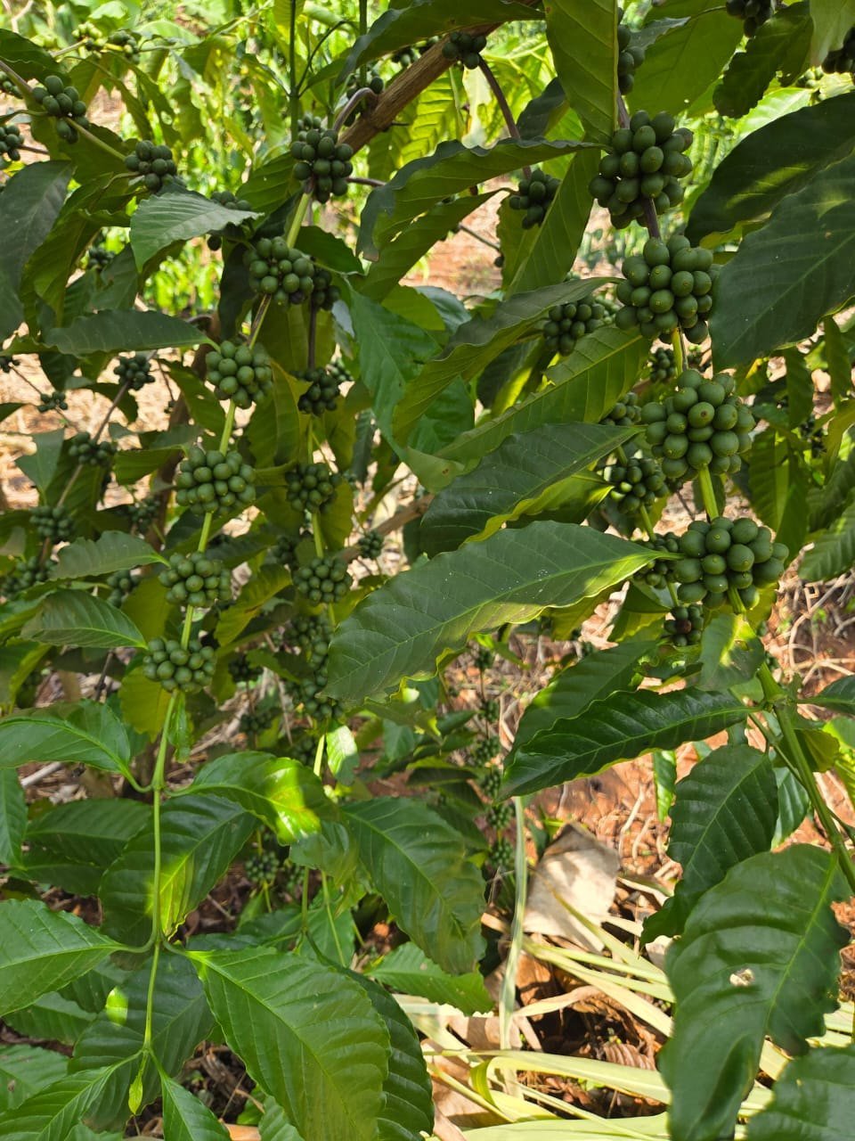 Heavy cherry clusters on a Bio-Farm supported coffee tree
