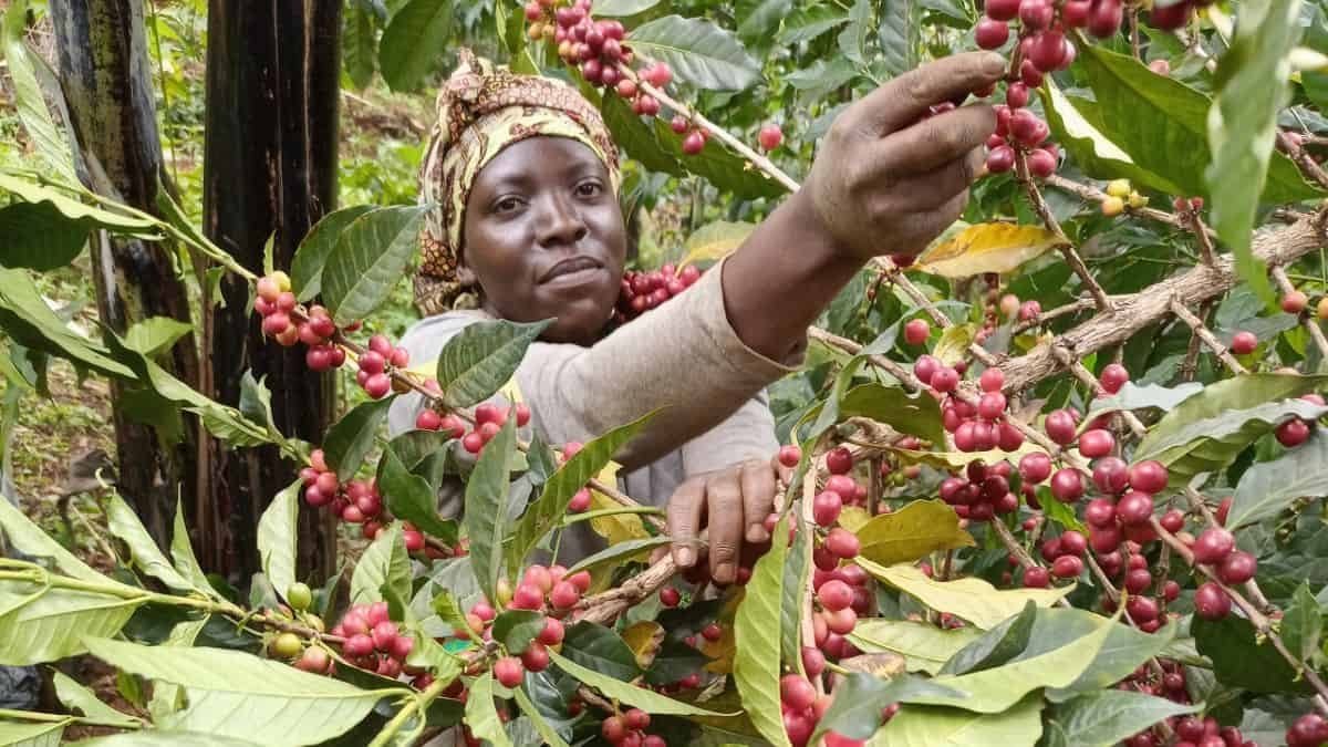 Ugandan farmer hand-picking ripe coffee cherries