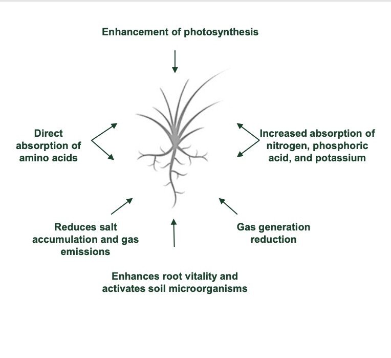 Diagram of Bio-Farm's action on root vitality, photosynthesis and nutrient absorption