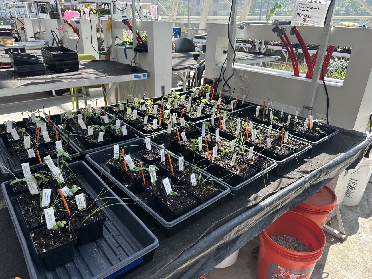 Bio-Farm trial seedlings under monitoring in the research greenhouse