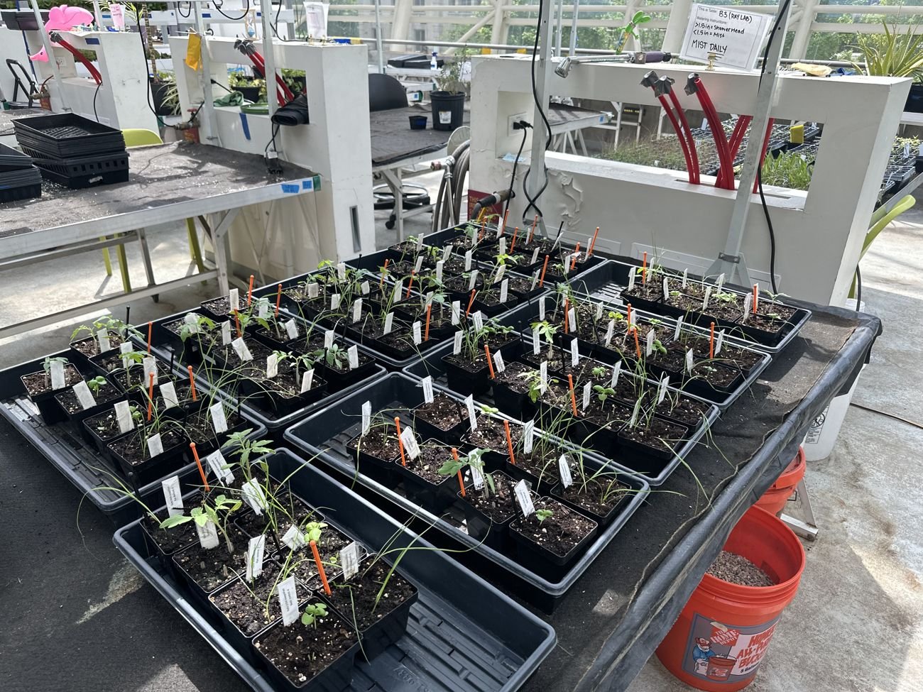 Research greenhouse benches with young trial plants