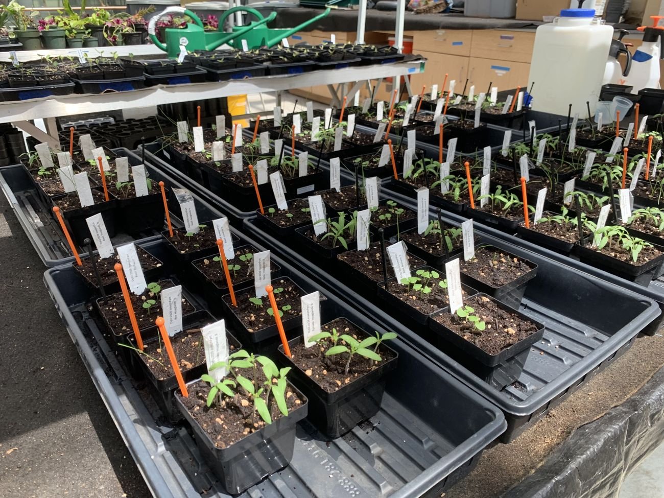 Trial seedlings with markers and spray equipment