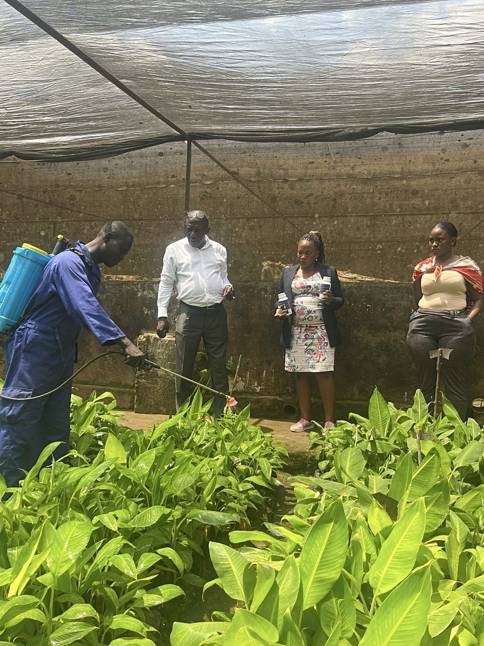 Foliar spraying demonstration on a banana nursery