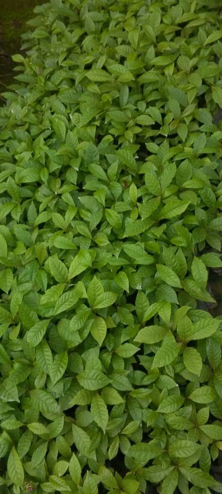 AGT Laboratories Buloba, dense, uniformly green seedling canopy after Bio-Farm