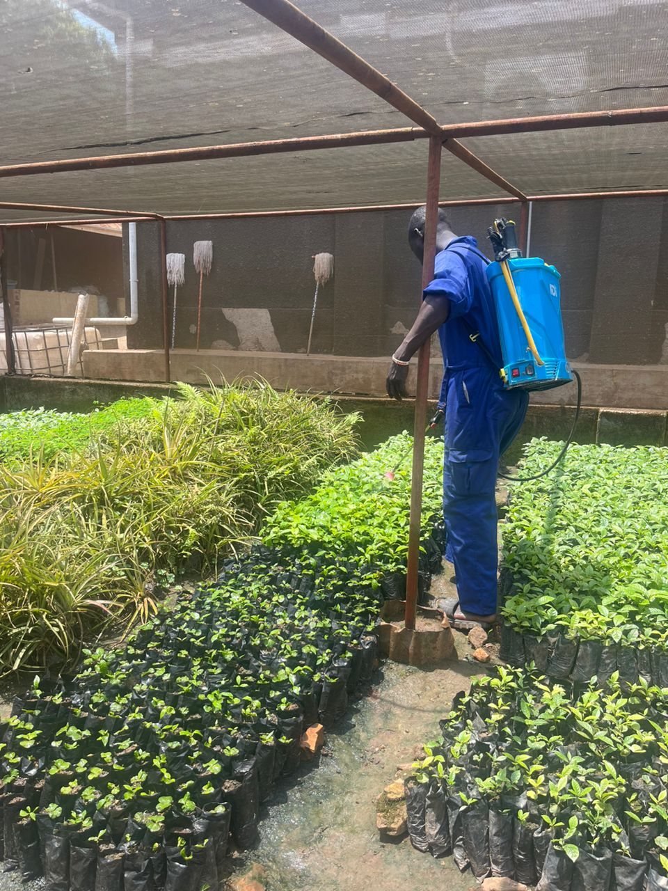 AGT Laboratories Buloba, coffee seedlings before Bio-Farm, showing yellowing leaves and stunted growth