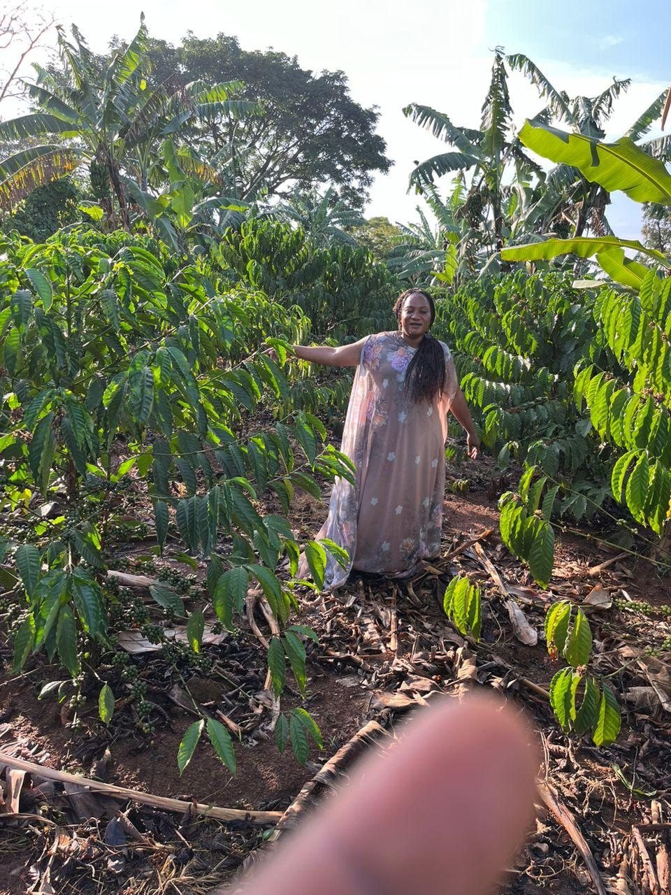 Vigorous regrowth in a Bio-Farm treated coffee garden at Kalangalo, Mityana