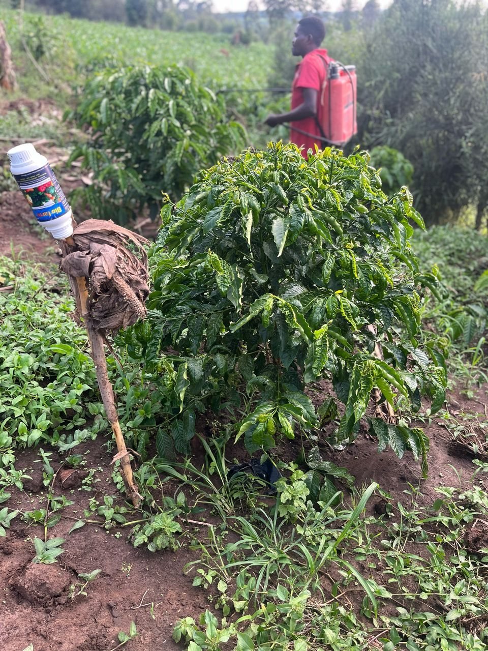 Bio-Farm applied in a coffee garden at Kalangalo Busimbi, Mityana District