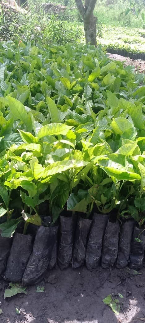 Kitanga SACCO Masaka, active vegetative growth and greener foliage after Bio-Farm