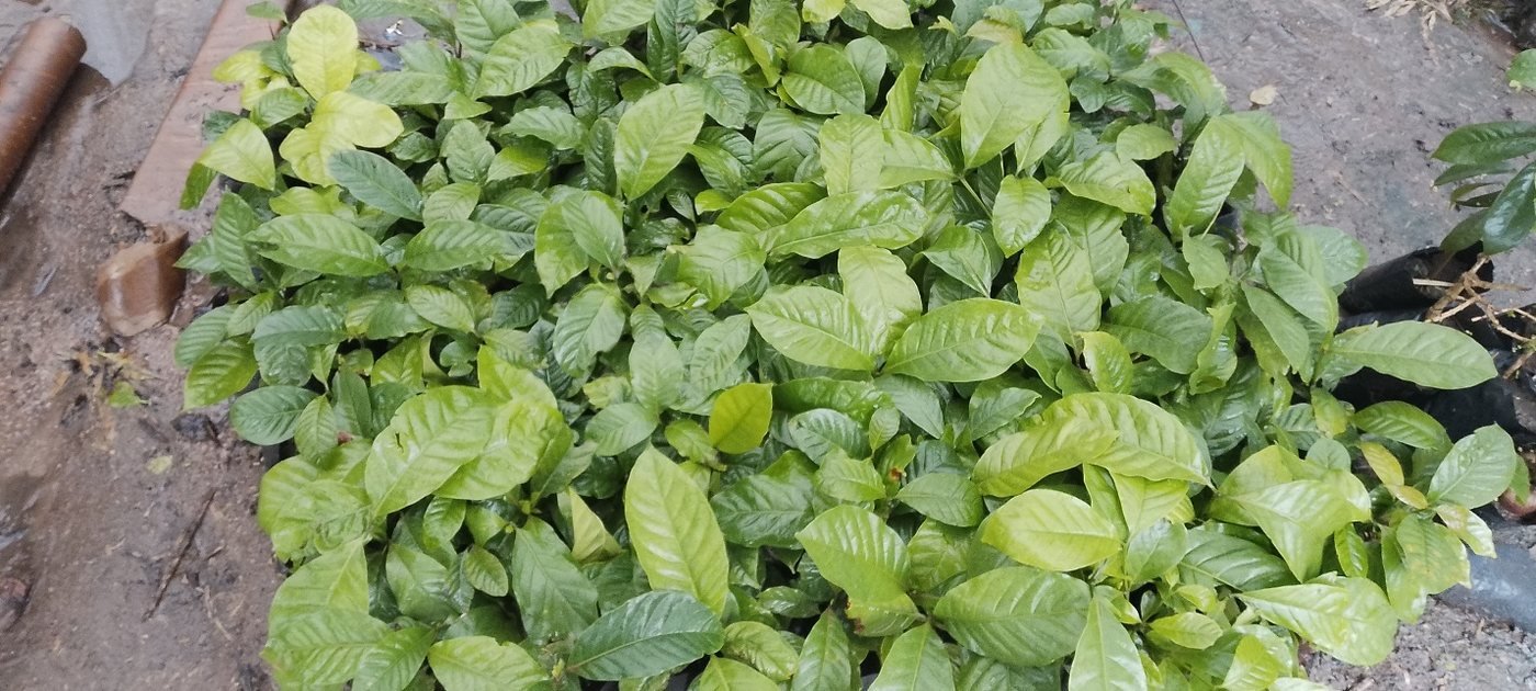 Kitanga SACCO Masaka, coffee showing yellow leaves and stunted growth before Bio-Farm