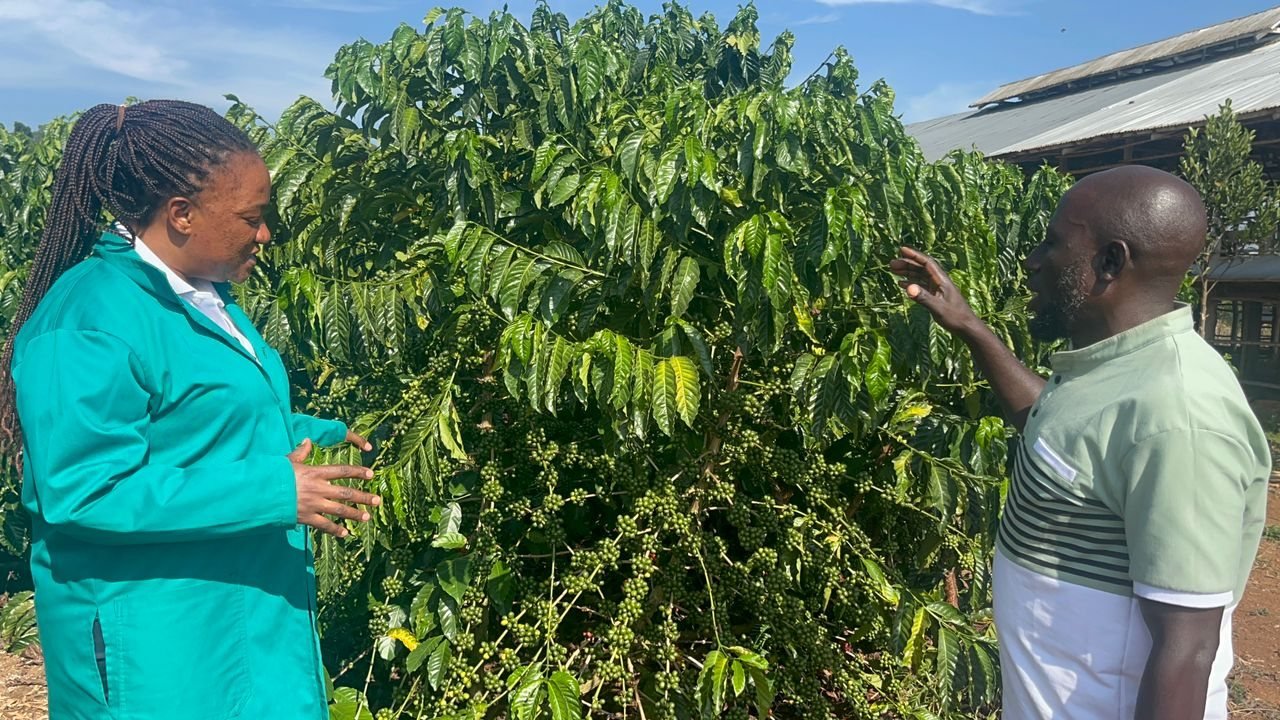 Agronomists inspecting a documented Bio-Farm coffee garden