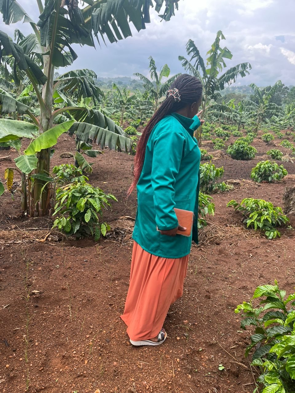 Mkungwe Samalia, coffee at early seed development, fruit dropping from weak plant structure