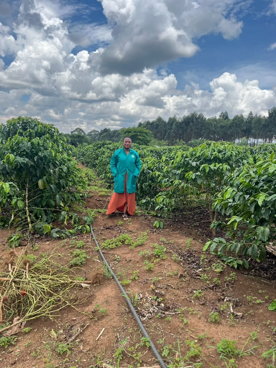 Mkungwe Samalia, coffee at early seed development with fruit drop from weak plant structure