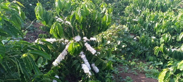 Nalongo Ruth Kiganda, dense floral cover at full flowering after Bio-Farm