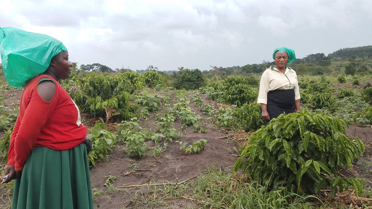 Nalongo Ruth Kiganda, irregular budding and nutrient deficiency before Bio-Farm